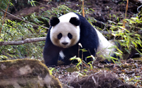 大熊猫国家公园。受访者供图
