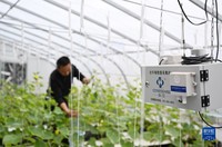 10月16日，在位于天津滨海—中关村科技园的一家农业科技有限公司，工作人员在查看实验室内农作物的生长情况。新华社记者 赵子硕 摄