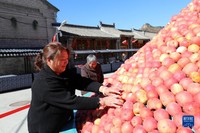10月17日，河北阜平县骆驼湾村村民在整理苹果。新华社记者 骆学峰 摄
