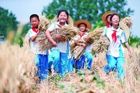 青岛蓝谷高新区东皋埠小学的学生在老师指导下收获小麦。新华社发