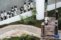 　　11月17日，大熊猫“四海”在卡塔尔首都多哈的豪尔熊猫馆内。 新华社记者 潘昱龙 摄