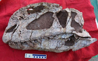三叠中国龙头骨化石。受访者供图