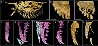 寒武纪第二世第三期澄江生物群中的弯喙等刺虫附肢形态结构。云南大学供图