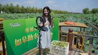 “金叶”志愿者在荷花池边搭起助农直播间。苏晨霞摄