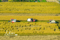 2023年11月21日，浙江省余姚市黄家埠镇上塘村农机手在田间收割晚稻。