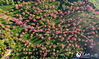 云南无量山樱花谷的樱花美景。杨光宇摄