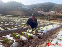 在沙桥镇石桥河村的萝卜产业园区，务工人员正在培土。人民网记者-程浩摄