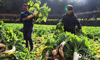 云南南华举行拔萝卜比赛。人民网记者 刘怡摄