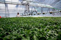 贵州百汇源农业自动喷淋系统正在为辣椒苗浇水。