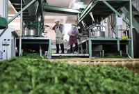 2024年4月9日，工人在印江宏源茶企生产车间加工绿茶。 