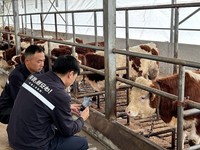 保险公司工作人员使用农险APP创建肉牛“身份证” 袁赛英 摄