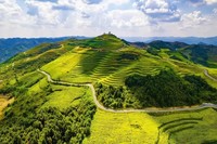 贵州御锦农业旅游公司茶基地