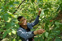 2024年4月15日，贵州省毕节市纳雍县化作乡野鸡落村，村民在采摘玛瑙红樱桃。杨英摄