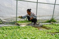 2024年4月13日，纳雍县沙包镇水淹坝村，大棚内，村民在给烟苗除草。江婵摄