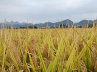 塘头镇水稻丰收季。阮进勇摄