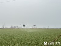 无人机在连片蒜田里喷洒。人民网 杨维琼摄