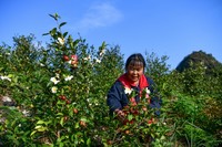 村民罗庆芬在颐光山林油茶生态园采摘油茶果。