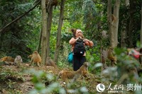 野生猕猴穿梭在公园步道两旁。人民网 阳茜摄