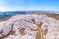 航拍安顺黄蜡樱花园。人民网记者 涂敏摄
