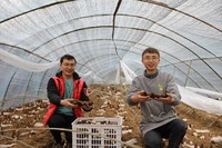 代浪（右）与工人采收羊肚菌。遵义市委宣传供图