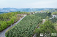 航拍神鹊茶场。人民网记者 涂敏摄