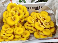 平坝镇双兴社区成功种植的鸡油菌。