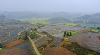 猴场镇田间呈现一派生机勃勃春耕景象。.jpg