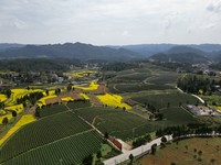 成片的茶园.jpg