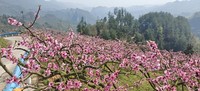 图为：漫山遍野的桃花（胡晓娴 摄）.jpg