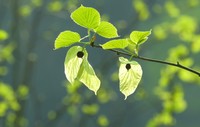 贵州梵净山国家级自然保护区的珙桐花。
