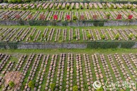 航拍金沙县泡木湾酱香醋业园醋胚露酵区。人民网记者 涂敏摄