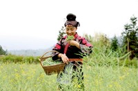 周启英正在采摘新鲜的清明菜。.jpg