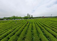 采茶决赛现场 金莎 摄 (2).jpg