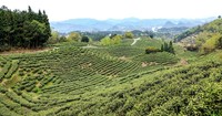 茶园风光尽收眼底。