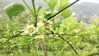 已授粉的猕猴桃花。胡仕朵摄
