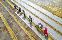 村民在贵州省黔西市杜鹃街道大兴社区水稻育秧点放置育秧托盘。