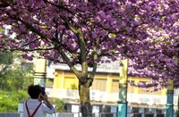 贵州黔西的众多游客与市民纷纷驻足欣赏樱花。