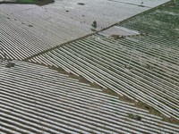图为：烤烟种植基地.jpg