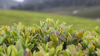 苔茶气温升高后芽尖变红。
