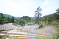 江口县官和乡新田村辣椒种植基地。