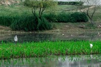 花果园湿地公园。