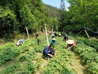 工人在坪坡村的淫羊藿基地除草。谭文斌摄