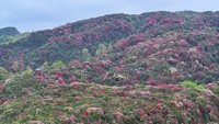 百里杜鹃金坡景区。段墨摄