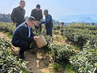 德江泉口镇强村富民茶园。