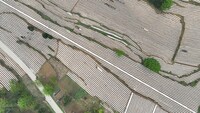 大方县安乐乡烤烟种植基地。
