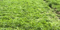 图为西洋菜种植基地。