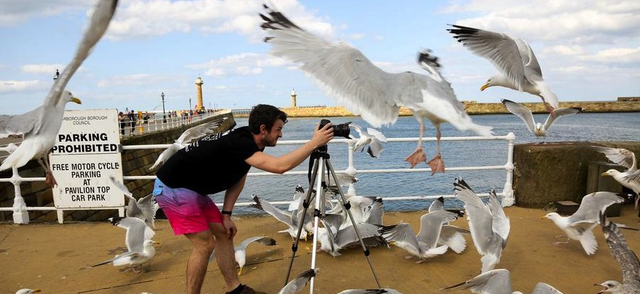摄影师海边拍照  相机遭海鸥围攻