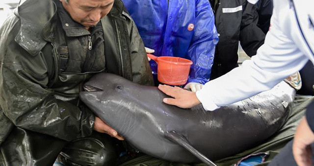 保护长江江豚，我们在行动【组图】