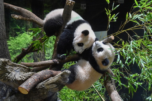 日本东京：大熊猫双胞胎首次公开亮相