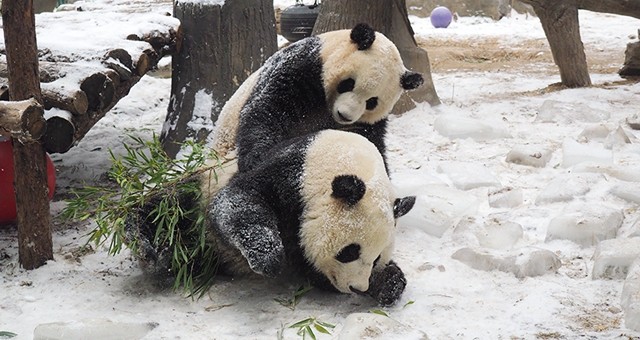 大熊猫双胞胎姐妹雪地里嬉戏